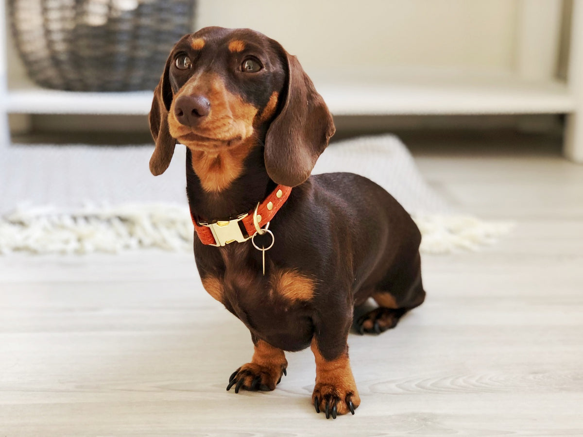 How Tight Should a Dog Collar Be? – Noggins & Binkles