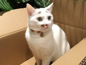 So, Why Do Cats Like Boxes So Much?