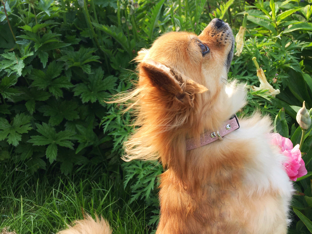 What Is The Best Collar For Small Dogs Noggins Binkles what-is-the-best-collar-for-small-dogs-noggins-binkles