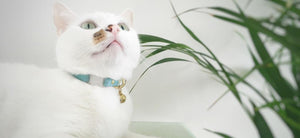 Vegan cat and dog collars and accessories by Noggins & Binkles