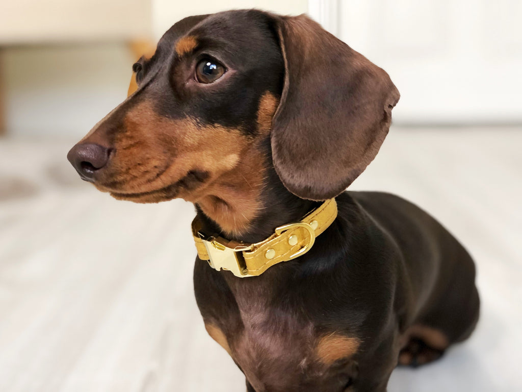 What are Vegan Dog Collars and Why Should I Choose a Vegan Collar for my Cat or Dog?