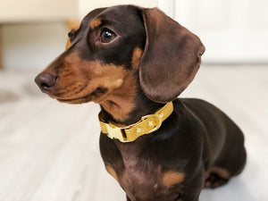 What are Vegan Dog Collars and Why Should I Choose a Vegan Collar for my Cat or Dog?