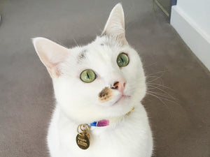Should Indoor Cats Wear Collars & ID Tags