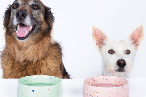 Ceramic small dog and puppy bowls in green and pink speckles.
