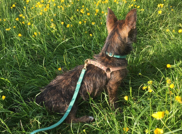 Emerald green cotton and brass dog collar on small dog.