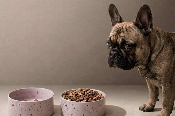 French bulldog with ceramic feeding bowl with purple speckles.