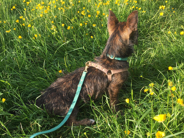 Emerald Green Cotton Dog Lead With Solid Brass Trigger Snap Hook