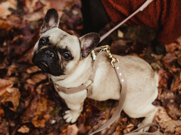 Tan brown step-in dog harness in cotton and luxury brass. French bulldog wearing tan brown dog harness and lead.