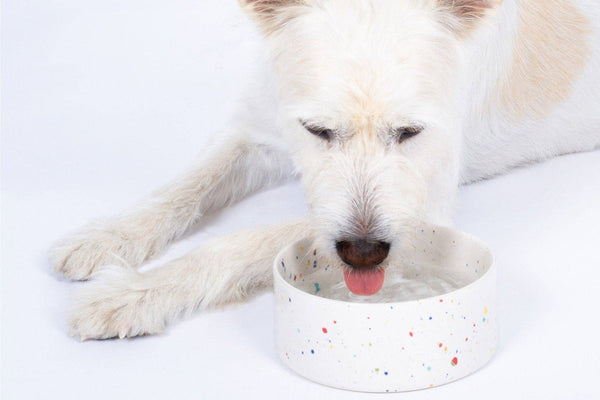 Ceramic dog bowl white speckles, white dog drinking water.