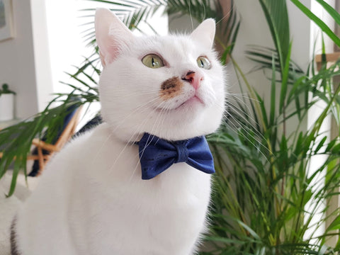 Blue cat bow tie in luxury vegan cork leather