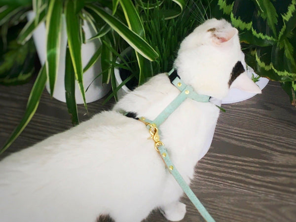 Luxury cat harness and leash in luxury green vegan cork 'leather' for using outside in the garden, made in the UK by Noggins & Binkles