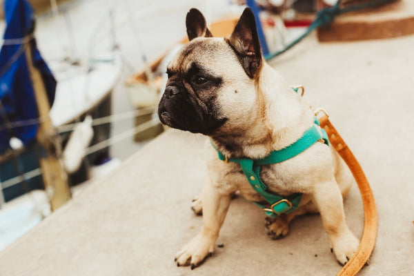Emerald green dog and puppy harness in cotton and brass worn by French Bulldog.