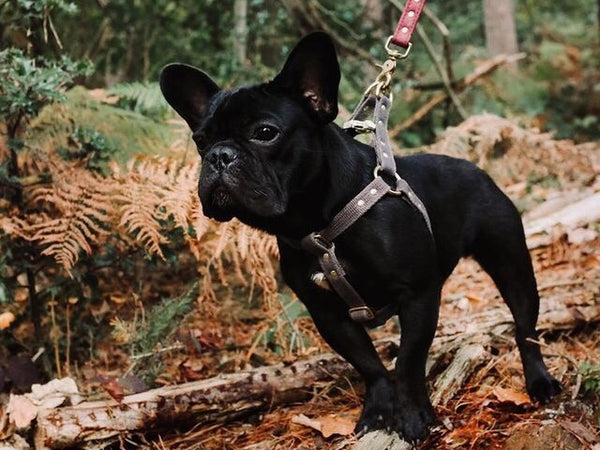 French Bulldog in our grey cotton dog and puppy harness with a solid brass studded design. Made in the UK. XX Small to Large sizes available.