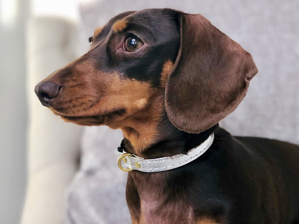 Silver Miniature Dog Collar in Piñatex Vegan Leather