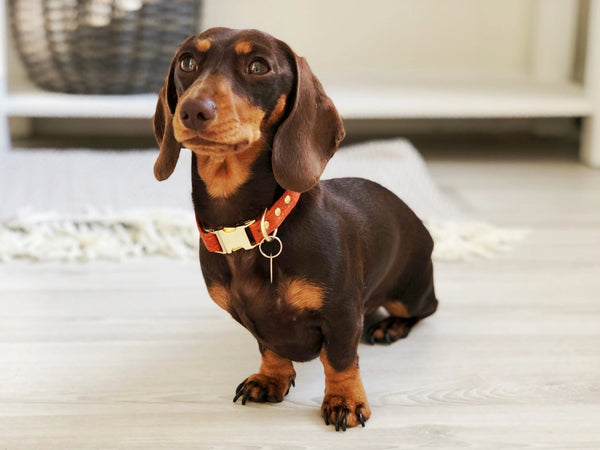 Miniature dachshund wearing our luxury orange vegan cork 'leather' dog collar with solid brass hardware