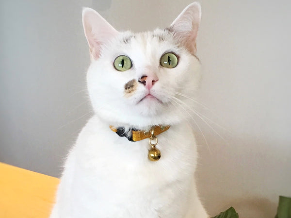 Yellow vegan cork leather cat collar on white cat.